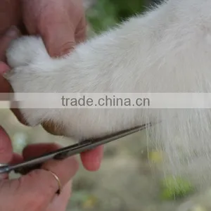 Dog Scissors thumbnail-1