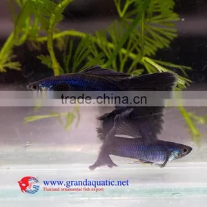 Live Aquarium Fish thumbnail-2