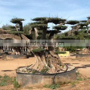 Centenary Olive Tree thumbnail-1