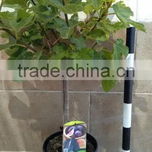 Ficus Carica "Mini Copa" thumbnail-5