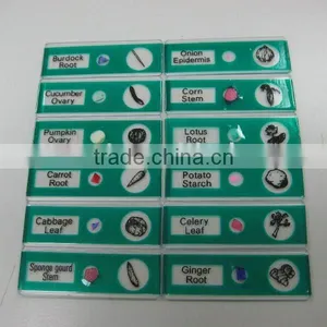 Sample Potato Children Miscroscopic Slides thumbnail-1