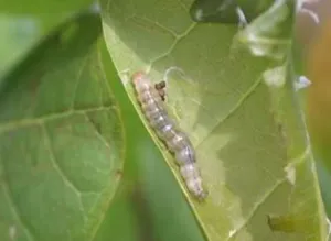 High Efficiency Broad Spectrum CAS 500008-45-7 Insecticide Chlorantraniliprole 75% 35%Wdg thumbnail-2
