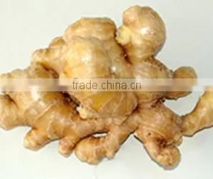 Lowest Price of Fresh Ginger thumbnail-1