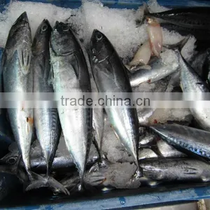 FROZEN BONITO thumbnail-3