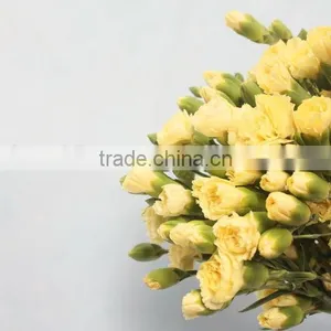 Colorful Hot Sale Flowers Carnation Wedding Flowers thumbnail-2