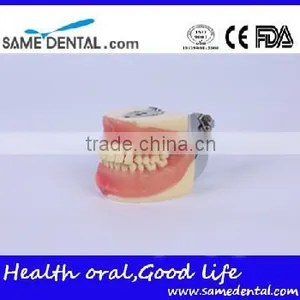 Dental Surgical Integrated Model Teaching Demonstration Teeth Model thumbnail-3