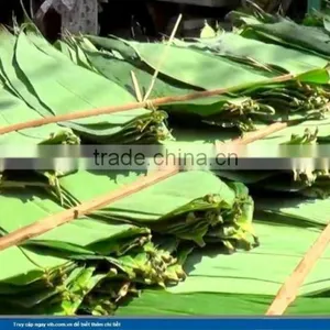Fresh Big Size Bamboo Leaf thumbnail-3