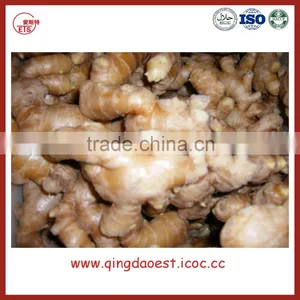 Chinese Fresh Ginger thumbnail-4