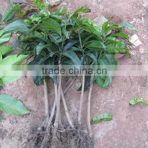 Mango Tree Seedling Mangifera Indica Tree Seedlings thumbnail-4