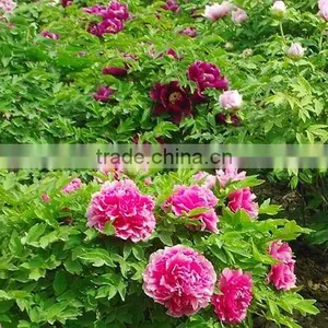 Paeonia Suffruticosa Andrews Peony Seedling thumbnail-1