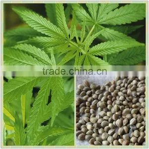 High Quality Organic Refined Hemp Seed Oil Wholesales Factory Price thumbnail-6