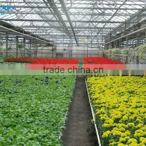 Large Multi-span PE Film Green House Agriculture & Commercial Used Greenhouse thumbnail-5