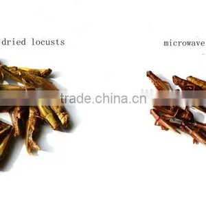 Freeze Dried Locusts Use for Pet Chicken Guinea Fowl and Blue Peacock and Mandarin Ducks thumbnail-3