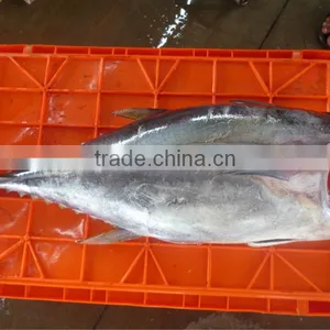 Yellowfin Tuna thumbnail-2