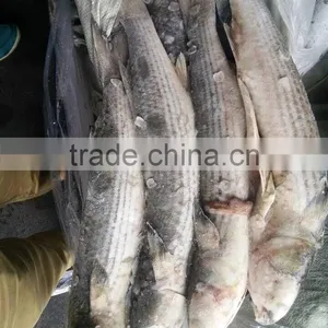 Wild Frozen Grey Mullet wr Roe off New Catch thumbnail-1
