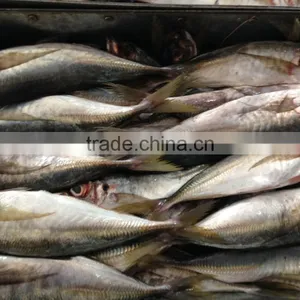 Frozen Horse Mackerel 25cm up Hot Sale thumbnail-3