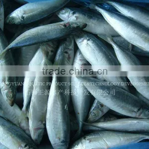 Fresh Seafood Frozen Horse Mackerel Fish thumbnail-1