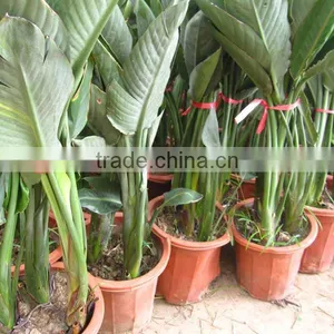 Strelitzia Reginae Indoor Plants thumbnail-1