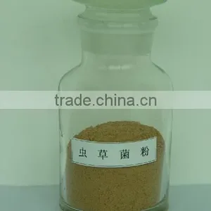 Cordyceps Extract thumbnail-1