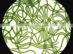 Spirulina Extract thumbnail-3