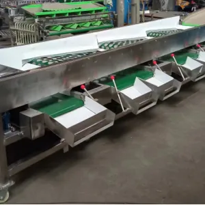 Green Lime Fruit Sorting Grading Machine Sorter Grader Machine Line Classifying Machines thumbnail-5