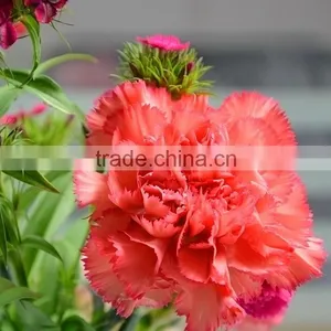 Popular Flame Orange Natural Cut Carnation Flowers thumbnail-2