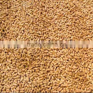 Best Price Roasted Peanut in Shell for Sale thumbnail-1