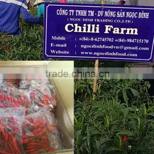 FRESH GREEN CHILLI WITH BEST PRICE ASND GOOD QUALITY thumbnail-3
