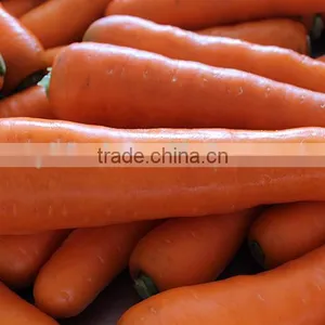 Carrot Price Carrot Farm Carrot Exporter 2016 Best Quality thumbnail-5