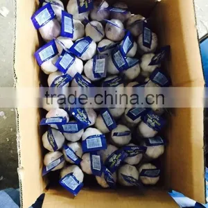 New Season Chinese Normal White Garlic thumbnail-5