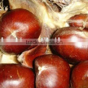 Chinese Fresh Chestnut in Shell With Mesh Bag Packing thumbnail-2