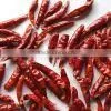 Red Chillies thumbnail-1