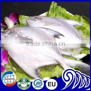 Frozen White Pomfret Fish thumbnail-1
