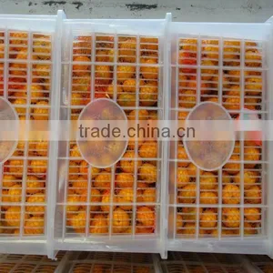 Fresh Honey Mandarin Orange /small Size Orange thumbnail-1