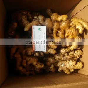 Hot Sale Competitive Price New Harvested Young Ginger thumbnail-1