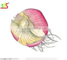 2015 Good Type Industrial Onion Peeling Machine thumbnail-1