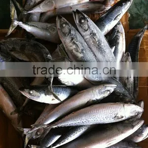 Frozen Spanish Mackerel thumbnail-1
