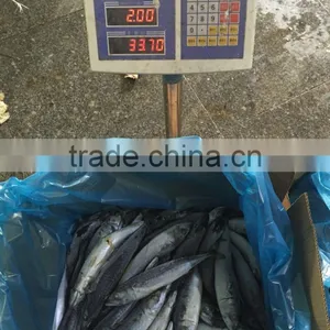 Whole Round Frozen Seafood Horse Mackerel Fish thumbnail-2
