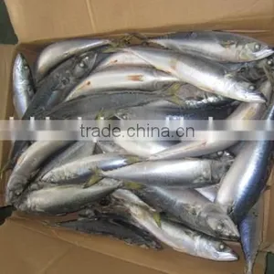 Frozen Pacific Mackerel WR Fish for Tuna Bait thumbnail-2
