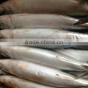 Pacific Mackerel 400~600g thumbnail-4