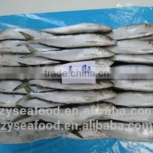 Chinese Frozen Sardine Fish thumbnail-1