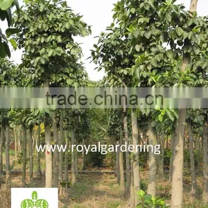Ficus Altissima Potted for Outdoor Plants thumbnail-4
