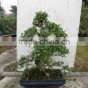 Zelkova Ball 35cm Bonsai Exporter thumbnail-1