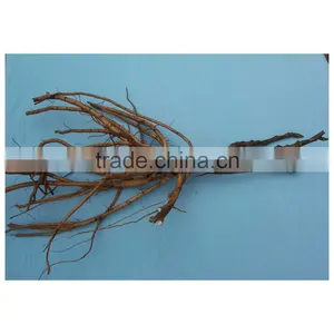 Tree Peony Plant Root 3 Years Old 3 Branches thumbnail-1