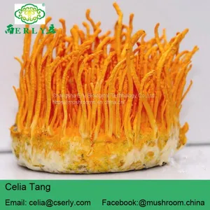 Herb Flower Dried Cordyceps thumbnail-3