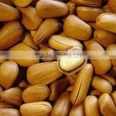 Pine Nut Kernel thumbnail-1