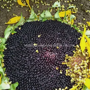 Big Size High Quality Chinese Purple Sunflower Seeds for Growing thumbnail-3