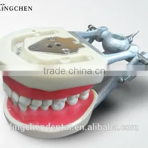 Hot Sell Dental Teeth and Jaw Study/teeth Jaw Model thumbnail-1
