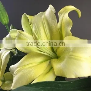 Newest Yellow King Exporting Yellow Lily Flower thumbnail-3