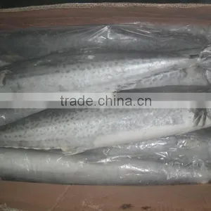 Cheap Wholesale Frozen Mackerel Spanish Mackerel thumbnail-1